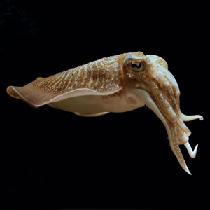 Cuttlefish (squid) ink - Nero di seppia